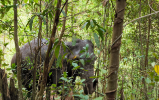 joy elephant volunteer, joy elephant volunteer chiang mai