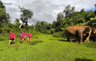 joy elephant volunteer, joy elephant volunteer chiang mai