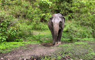 joy elephant volunteer, joy elephant volunteer chiang mai