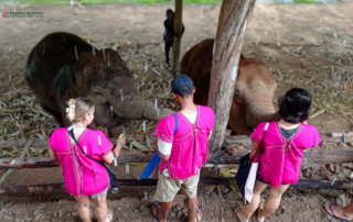 joy elephant volunteer, joy elephant volunteer chiang mai