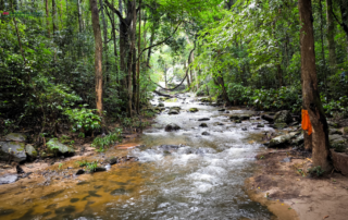 elephant observation and hiking doi inthanon, elephant observation and trekking doi inthanon, elephant observation and doi inthanon hike, elephant observation and doi inthanon trek, elephant surveying and doi inthanon hiking, doi inthanon hiking, doi inthanon trekking