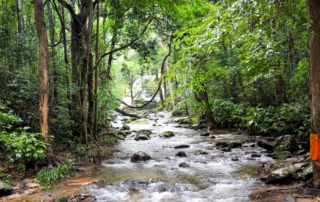 elephant observation and hiking doi inthanon, elephant observation and trekking doi inthanon, elephant observation and doi inthanon hike, elephant observation and doi inthanon trek, elephant surveying and doi inthanon hiking, doi inthanon hiking, doi inthanon trekking