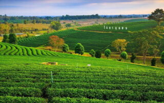 choui fong tea plactation, chouifong tea plactation, choui fong tea, chouifong tea