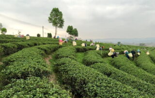 choui fong tea plactation, chouifong tea plactation, choui fong tea, chouifong tea