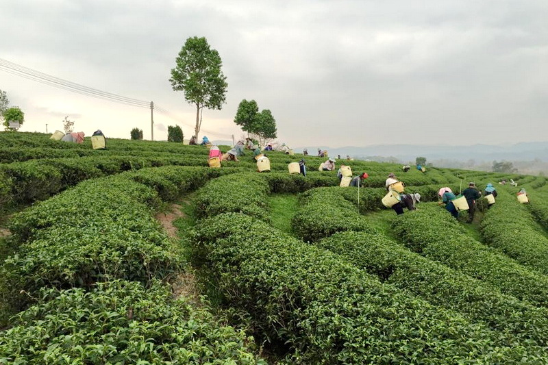 choui fong tea plactation, chouifong tea plactation, choui fong tea, chouifong tea