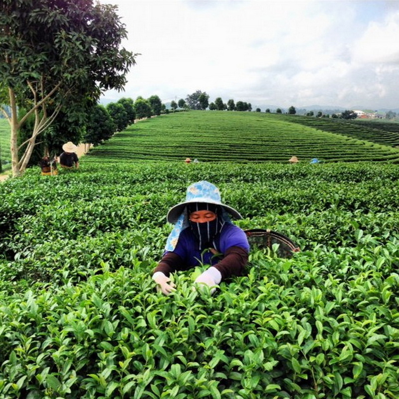 choui fong tea plactation, chouifong tea plactation, choui fong tea, chouifong tea