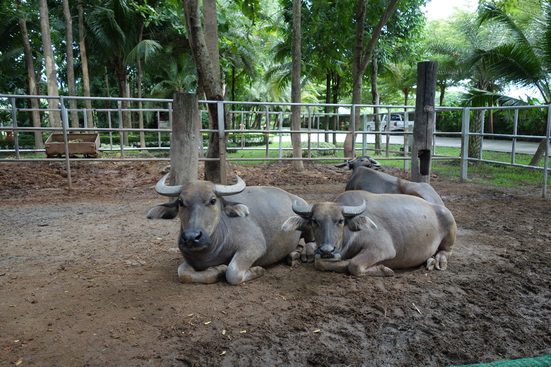 zoo attractions chiang mai, attractions zoo in chiang mai, zoos in chiang mai, animal parks in chiang mai, chiang mai zoos, animal farms in chiang mai