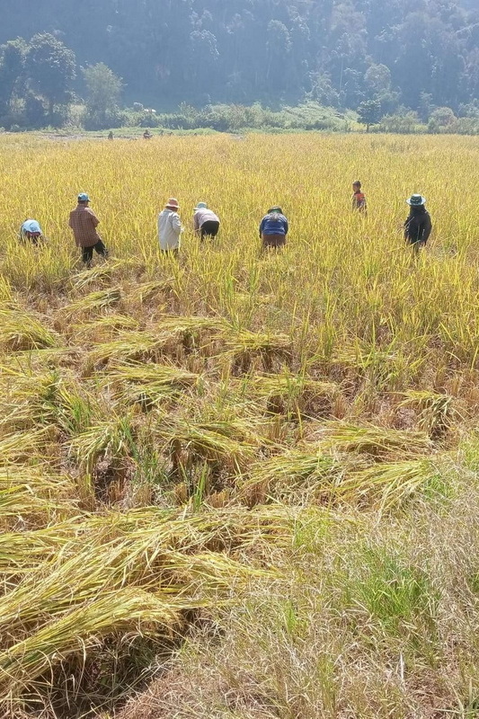 ban muang pam, ban muang pam village, muang pam village, ban muang pam mae hong son, ban muangpam, ban muang pam pang mapha, baan muang pam, ban muang paem ban muang pam, ban muang pam village, muang pam village, ban muang pam mae hong son, ban muangpam, ban muang pam pang mapha, baan muang pam, ban muang paem