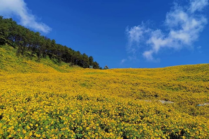 ban-muang-pon080 Bua Tong Fields at Doi Mae U-Kho, bua tong fields, doi mae u-kho