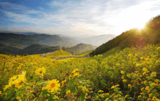 thung bua tong fields at doi mae u kho, bua tong fields doi mae u kho, bua tong fields at doi mae u kho, mexican sunflowers at doi mae u kho, doi mae u kho mexican sunflowers, doi mae u kho, doi mae u kho