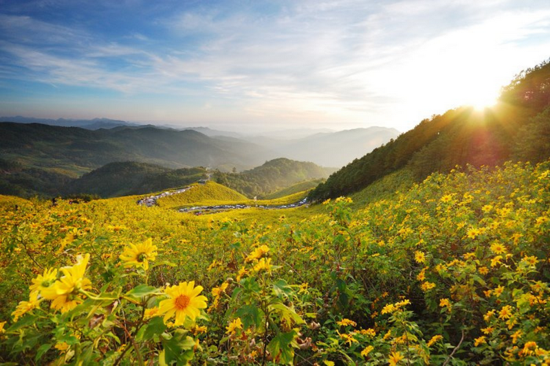 thung bua tong fields at doi mae u kho, bua tong fields doi mae u kho, bua tong fields at doi mae u kho, mexican sunflowers at doi mae u kho, doi mae u kho mexican sunflowers, doi mae u kho, doi mae u kho thung bua tong fields at doi mae u kho, bua tong fields doi mae u kho, bua tong fields at doi mae u kho, mexican sunflowers at doi mae u kho, doi mae u kho mexican sunflowers, doi mae u kho, doi mae u kho, thung dok bua tong at doi mae u-kho