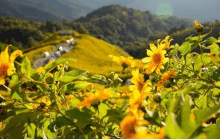 thung bua tong fields at doi mae u kho, bua tong fields doi mae u kho, bua tong fields at doi mae u kho, mexican sunflowers at doi mae u kho, doi mae u kho mexican sunflowers, doi mae u kho, doi mae u kho