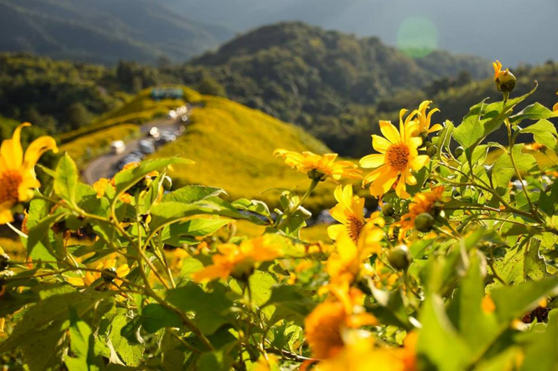 thung bua tong fields at doi mae u kho, bua tong fields doi mae u kho, bua tong fields at doi mae u kho, mexican sunflowers at doi mae u kho, doi mae u kho mexican sunflowers, doi mae u kho, doi mae u kho thung bua tong fields at doi mae u kho, bua tong fields doi mae u kho, bua tong fields at doi mae u kho, mexican sunflowers at doi mae u kho, doi mae u kho mexican sunflowers, doi mae u kho, doi mae u kho, thung dok bua tong at doi mae u-kho