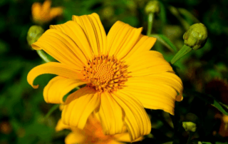 thung bua tong fields at doi mae u kho, bua tong fields doi mae u kho, bua tong fields at doi mae u kho, mexican sunflowers at doi mae u kho, doi mae u kho mexican sunflowers, doi mae u kho, doi mae u kho