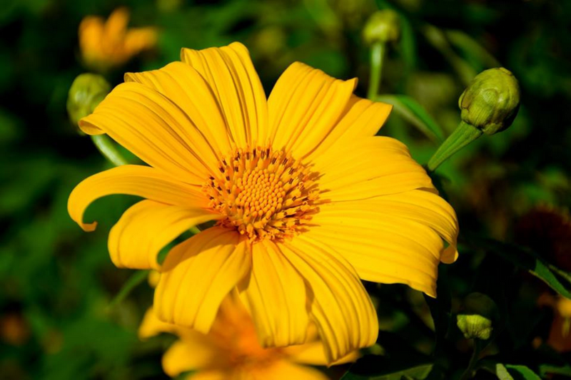 thung bua tong fields at doi mae u kho, bua tong fields doi mae u kho, bua tong fields at doi mae u kho, mexican sunflowers at doi mae u kho, doi mae u kho mexican sunflowers, doi mae u kho, doi mae u kho thung bua tong fields at doi mae u kho, bua tong fields doi mae u kho, bua tong fields at doi mae u kho, mexican sunflowers at doi mae u kho, doi mae u kho mexican sunflowers, doi mae u kho, doi mae u kho, thung dok bua tong at doi mae u-kho