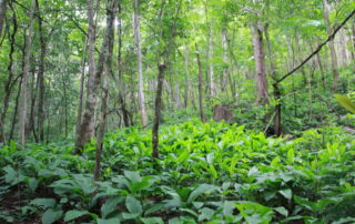 namtok mae surin national park, mae surin national park, namtok mae surin, namtok mae surin forest park