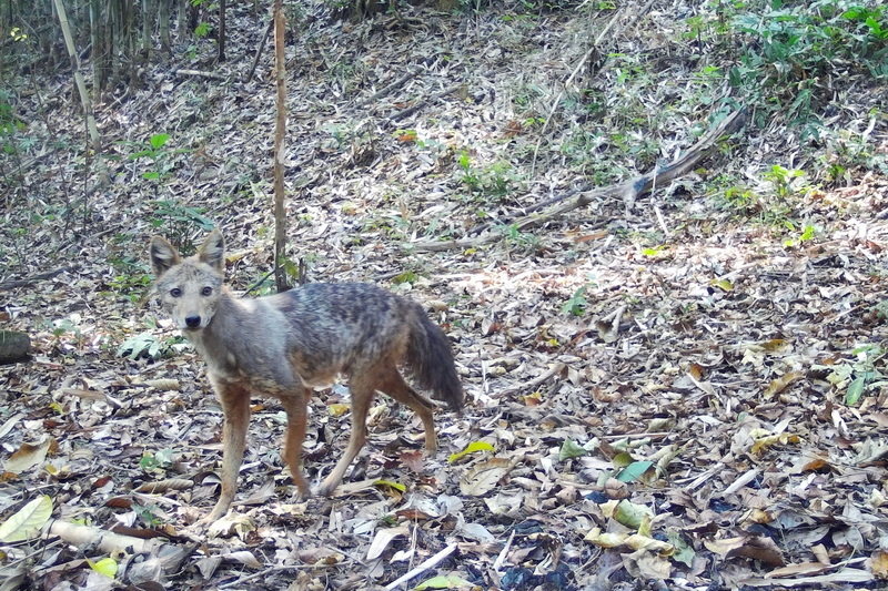 salawin national park, salawin, salawin forest park 