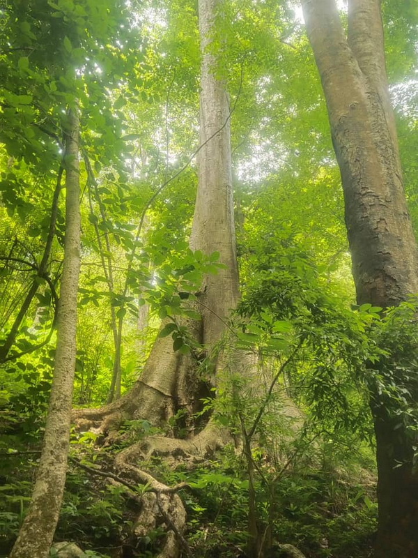 salawin national park, salawin, salawin forest park 