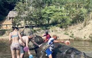 Elephant Family Chiang Rai, half day elephant chiang rai, elephant sanctuary chiang rai, karen ruammit elephant camp, chiang rai elephant bathing tour, elephant experience chiang rai, ethical elephant tour chiang rai, elephant feeding chiang rai, chiang rai elephant half day tour