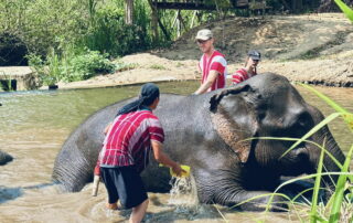 Elephant Family Chiang Rai, half day elephant chiang rai, elephant sanctuary chiang rai, karen ruammit elephant camp, chiang rai elephant bathing tour, elephant experience chiang rai, ethical elephant tour chiang rai, elephant feeding chiang rai, chiang rai elephant half day tour