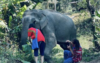 Elephant Family Chiang Rai, half day elephant chiang rai, elephant sanctuary chiang rai, karen ruammit elephant camp, chiang rai elephant bathing tour, elephant experience chiang rai, ethical elephant tour chiang rai, elephant feeding chiang rai, chiang rai elephant half day tour