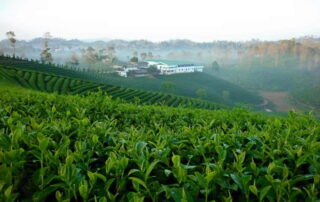 choui fong tea plantation, chouifong tea plantation, choui fong tea, chouifong tea