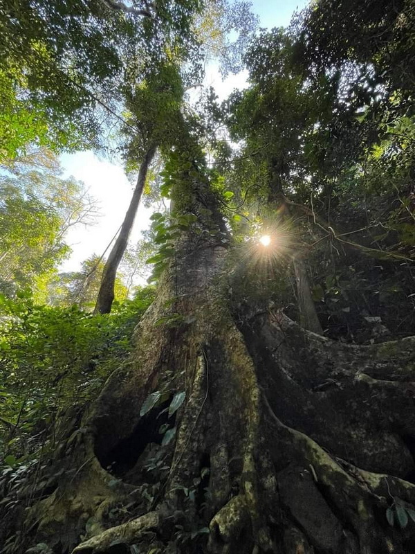 doi luang chiang dao, doi luang chiangdao, doi chiang dao, doi luang chiang dao forest park, doi chiang dao forest park, chiang dao wildlife sanctuary, doi luang chiang dao trek, doi luang chiangdao trek, doi chiang dao trek