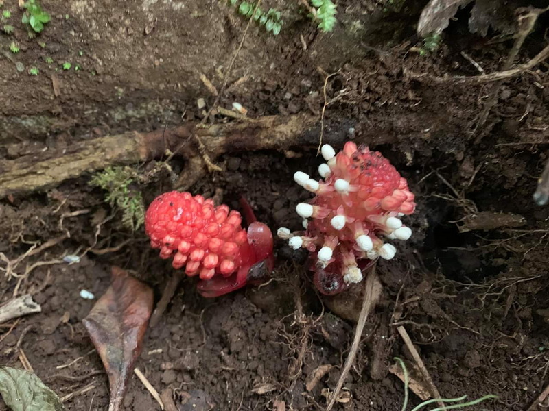 doi luang chiang dao, doi luang chiangdao, doi chiang dao, doi luang chiang dao forest park, doi chiang dao forest park, chiang dao wildlife sanctuary, doi luang chiang dao trek, doi luang chiangdao trek, doi chiang dao trek