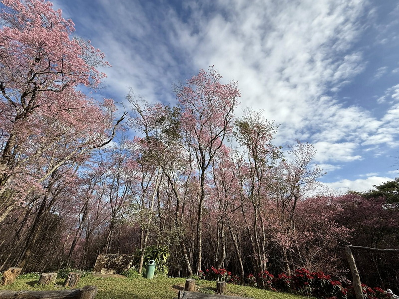 phu chi fa, phu chi fa forest park, phu chi fa national park, phu chi fah, phu chi fah forest park, phu chi fah national park