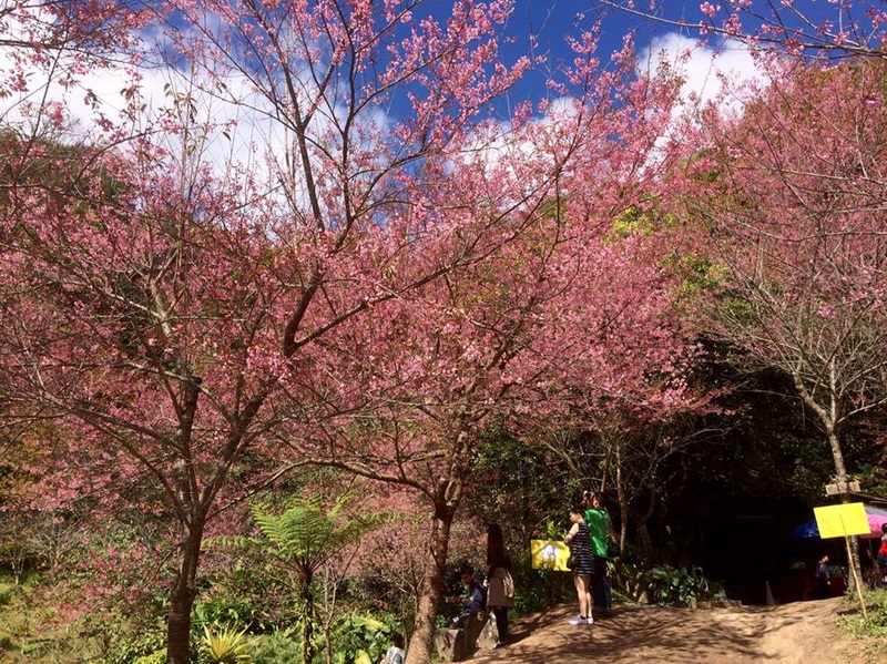 cherry blossom tour Khun Chang Khian cherry blossom tour Khun Chang Khian