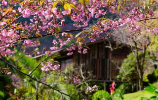 Wild Himalayan Cherry Ban Khun Chang Khian